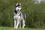 SIBERIAN HUSKY 821